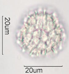 Bouganvillea Pollen