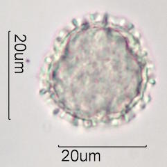 Bouganvillea Pollen