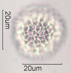 Bouganvillea Pollen