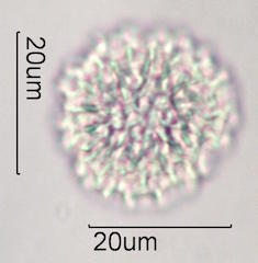 Bouganvillea Pollen