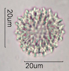 Bouganvillea Pollen