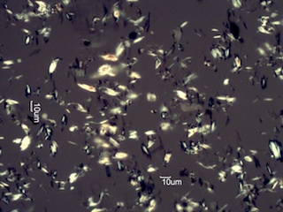 Calcium Oxalate Phytoliths