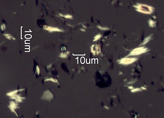 Calcium Oxalate Phytoliths
