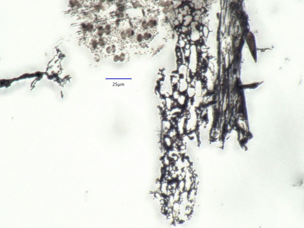 Charred Bull Grass