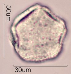 Dendromecon rigida Pollen