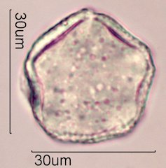 Dendromecon rigida Pollen
