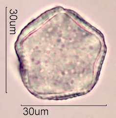 Dendromecon rigida Pollen