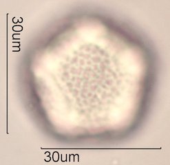 Dendromecon rigida Pollen