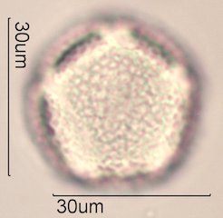 Dendromecon rigida Pollen