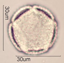 Dendromecon rigida Pollen