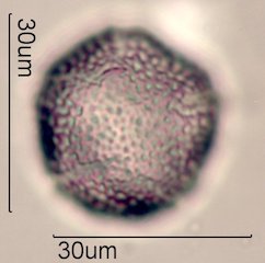 Dendromecon rigida Pollen