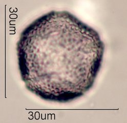 Dendromecon rigida Pollen
