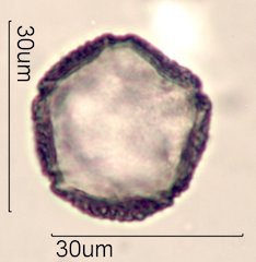 Dendromecon rigida Pollen