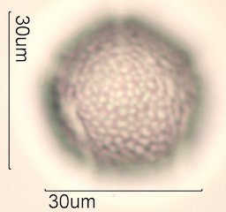 Dendromecon rigida Pollen