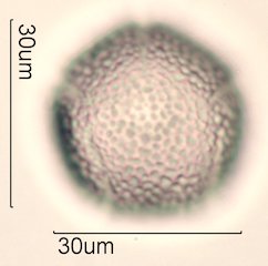 Dendromecon rigida Pollen