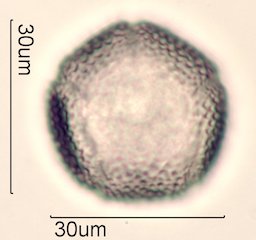 Dendromecon rigida Pollen
