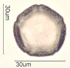 Dendromecon rigida Pollen
