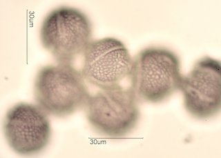 Dendromecon rigida Pollen