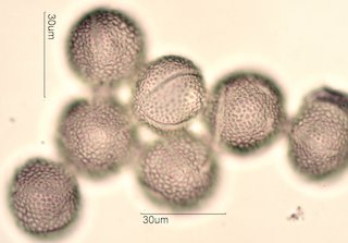 Dendromecon rigida Pollen