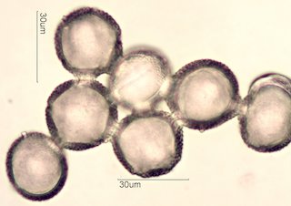 Dendromecon rigida Pollen