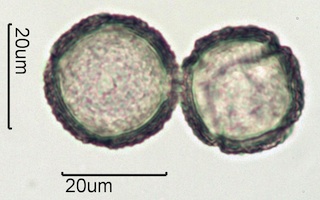 Western Buttercup (Ranunculus occidentalis) Pollen