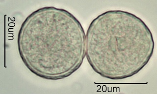 Western Buttercup (Ranunculus occidentalis) Pollen