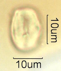 Butterfly Bush Pollen