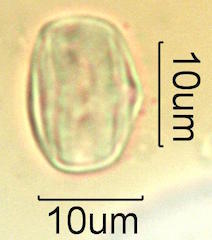 Butterfly Bush Pollen
