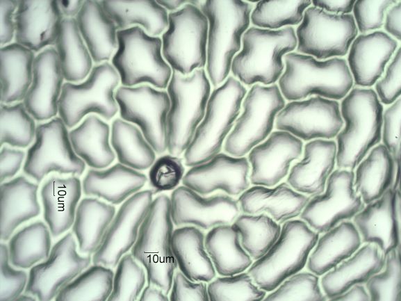 Stomata Under The Microscope