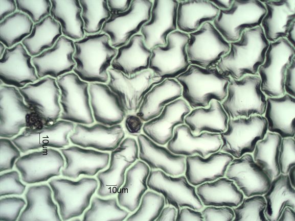 Stomata Under The Microscope
