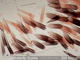 Butterfly Scales