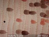 Butterfly Scales