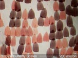Butterfly Scales
