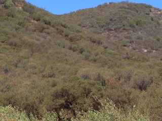 Southern California Chaparral
