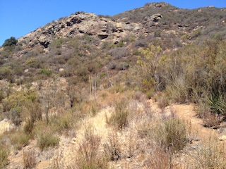 Southern California Chaparral
