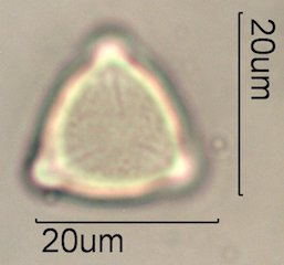 Ceanothus tomentosus Pollen Under the Microscope