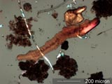 Carpet Beetle Frass and Food
