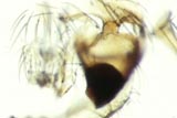 Carpet Beetle Mandible