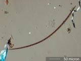 Carpet Beetle Caudal Hair
