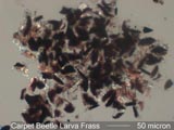 Carpet Beetle Frass