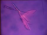 Sulfate Test