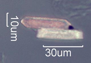 Calcium Oxalate Phytoliths from a Fire