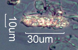 Calcium Oxalate Phytoliths from a Fire