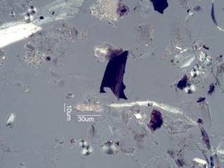 Calcium Oxalate Phytoliths from a Fire