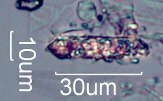 Calcium Oxalate Phytoliths from a Fire