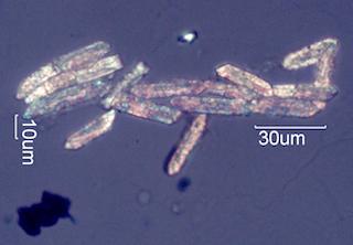 Calcium Oxalate Phytoliths from a Fire