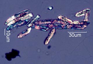 Calcium Oxalate Phytoliths from a Fire