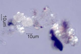 Adenostoma sparsifolium Leaf Ash