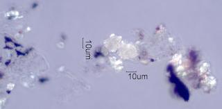 Adenostoma sparsifolium Leaf Ash