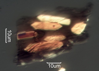 Pyrolyzed Calcium Oxalate Phytoliths